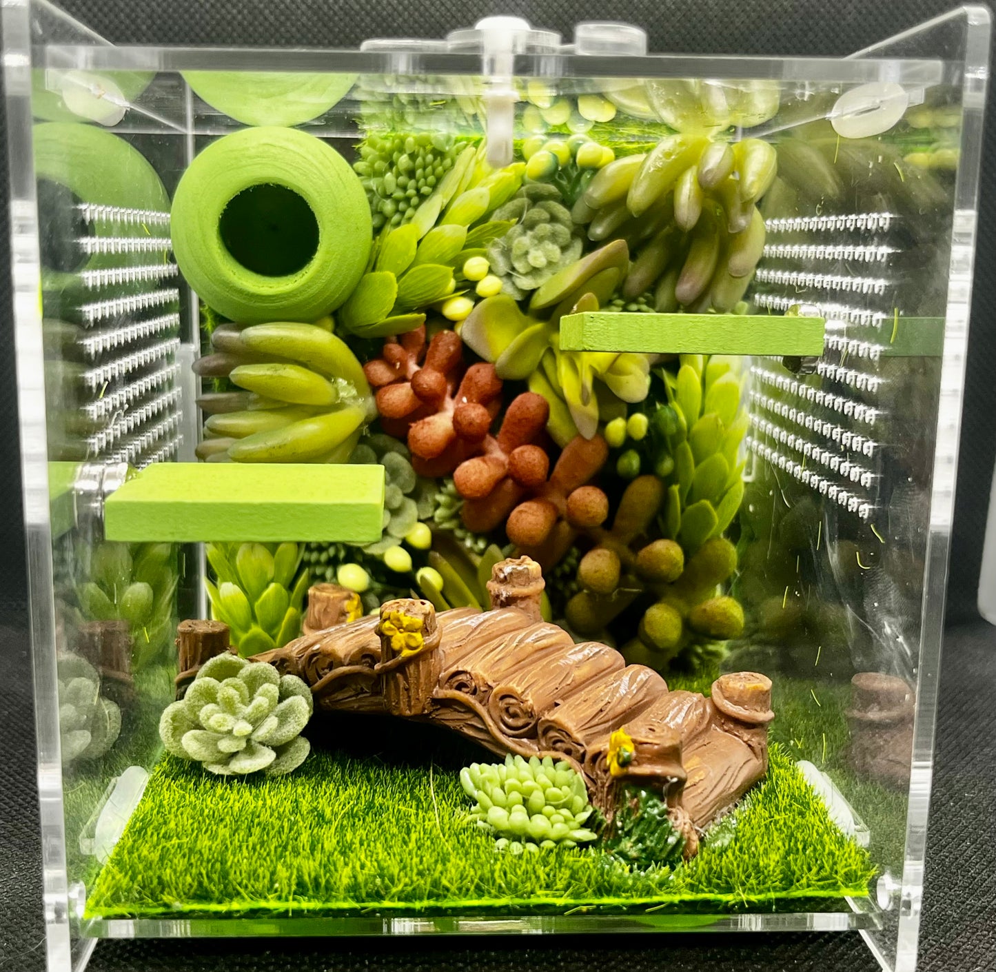 Succulent Bridge Enclosure