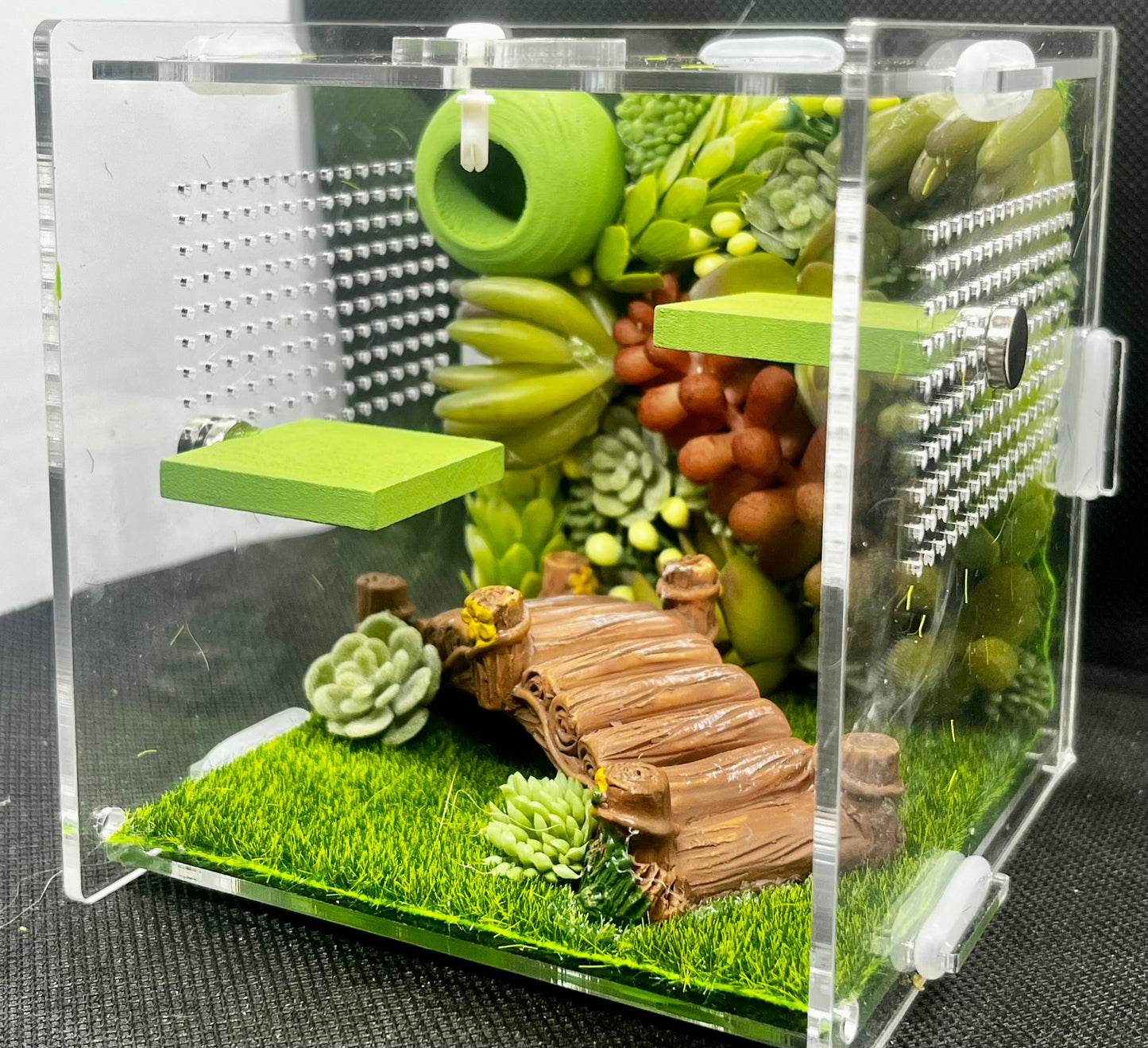 Succulent Bridge Enclosure