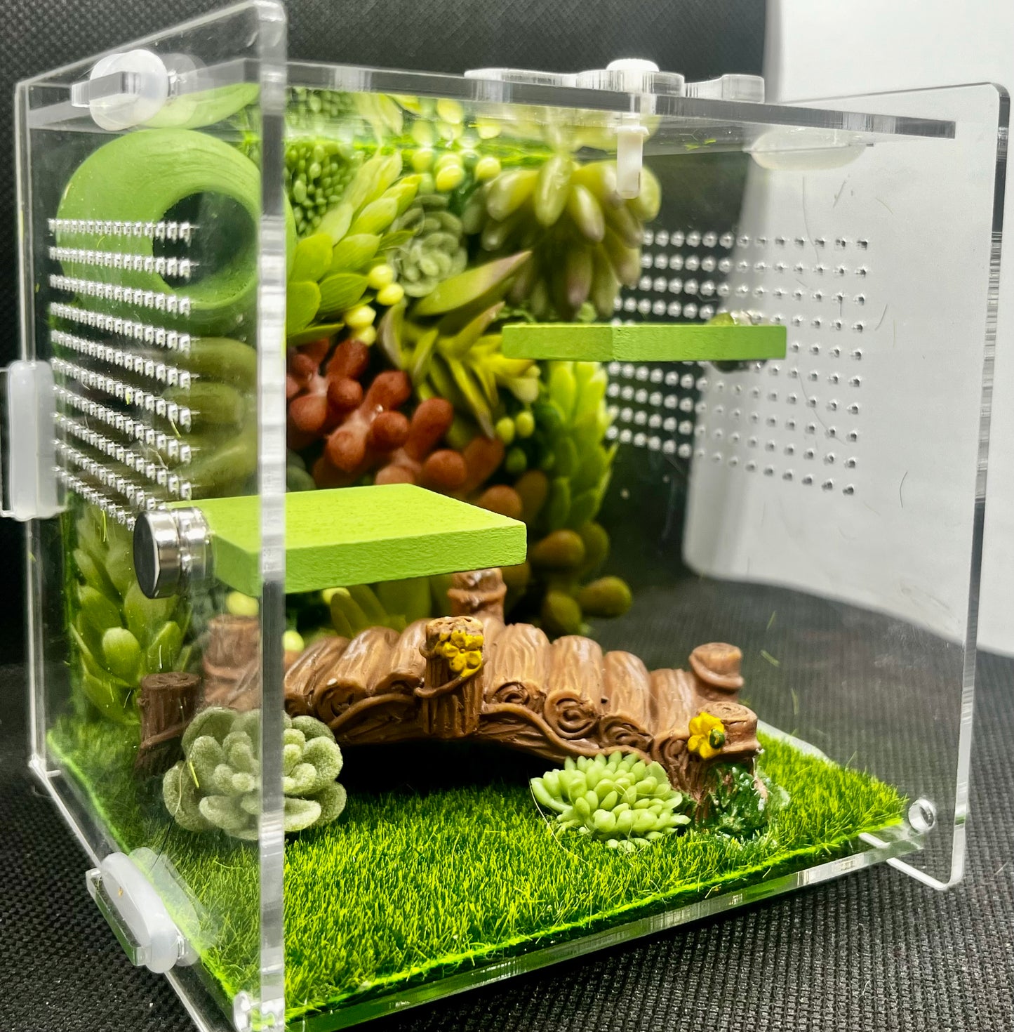 Succulent Bridge Enclosure